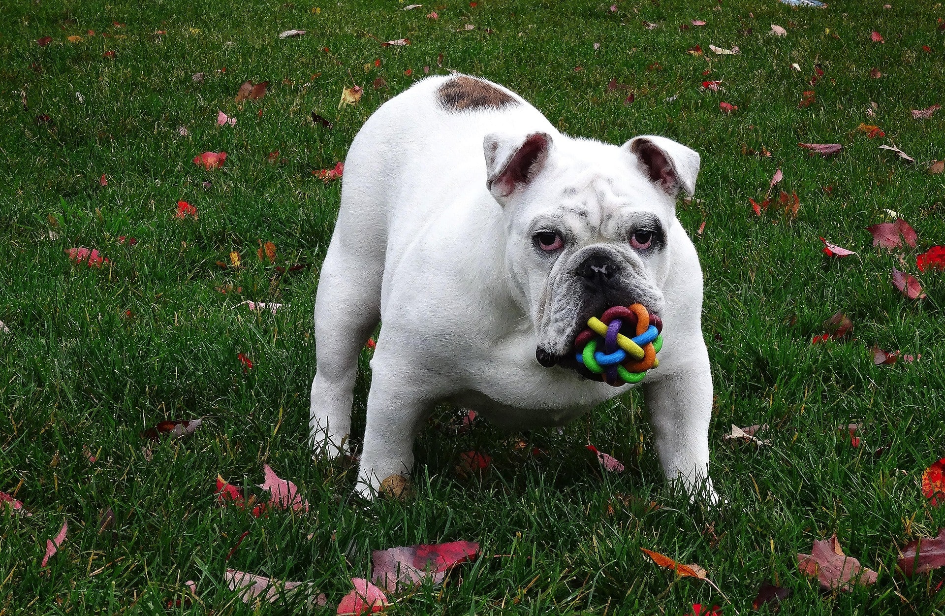 Best Toys to Keep Your Dog Entertained