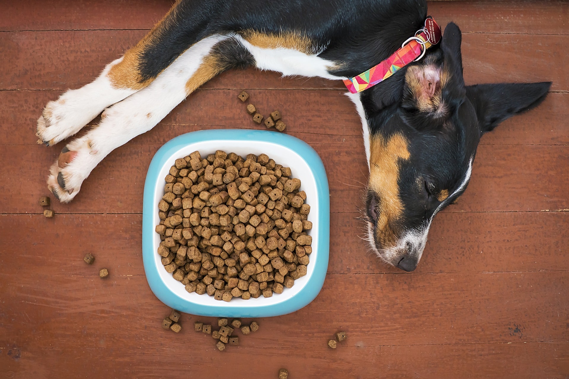Choosing the Right Food for Your Dog