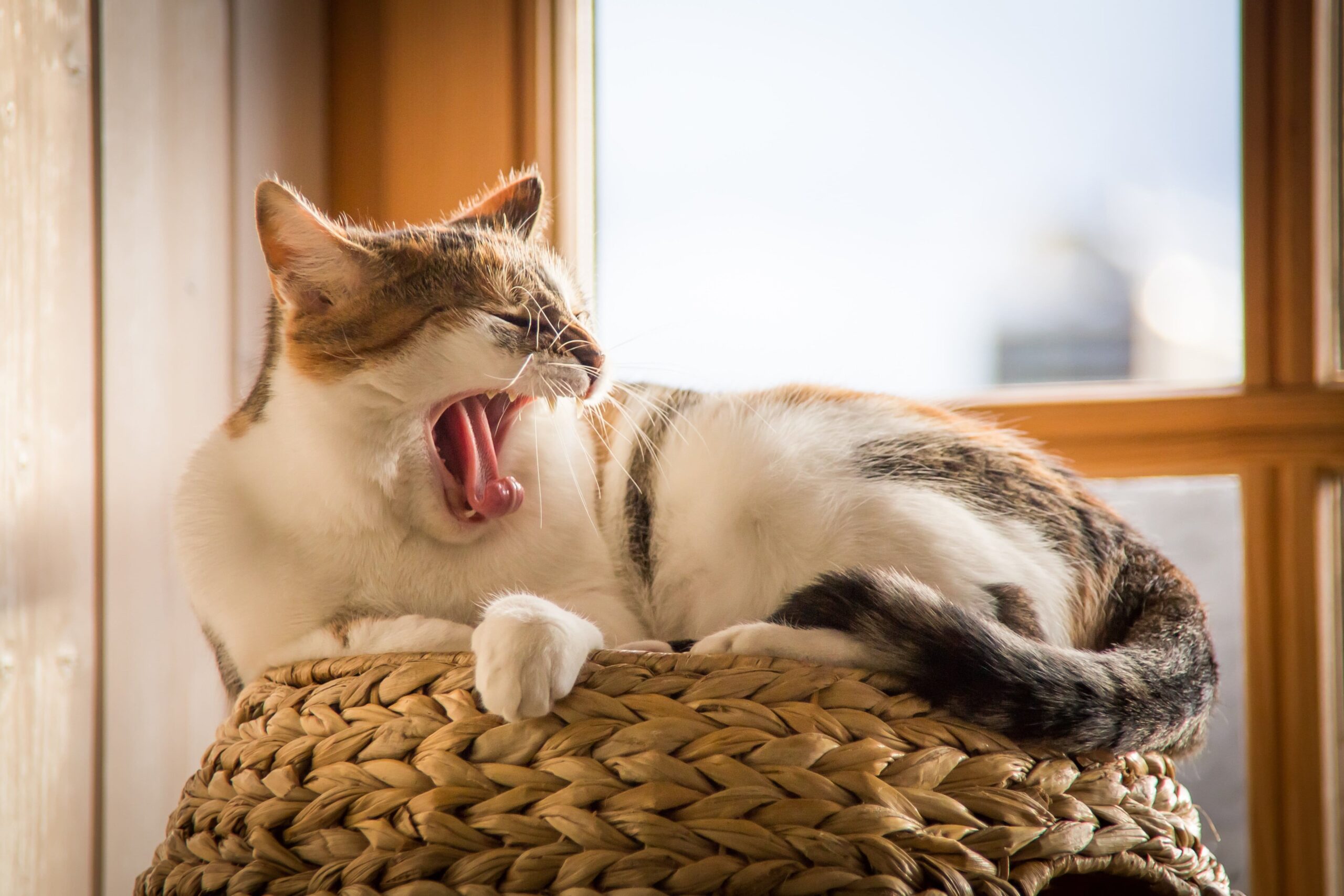 How to Keep Your Indoor Cat Healthy and Active