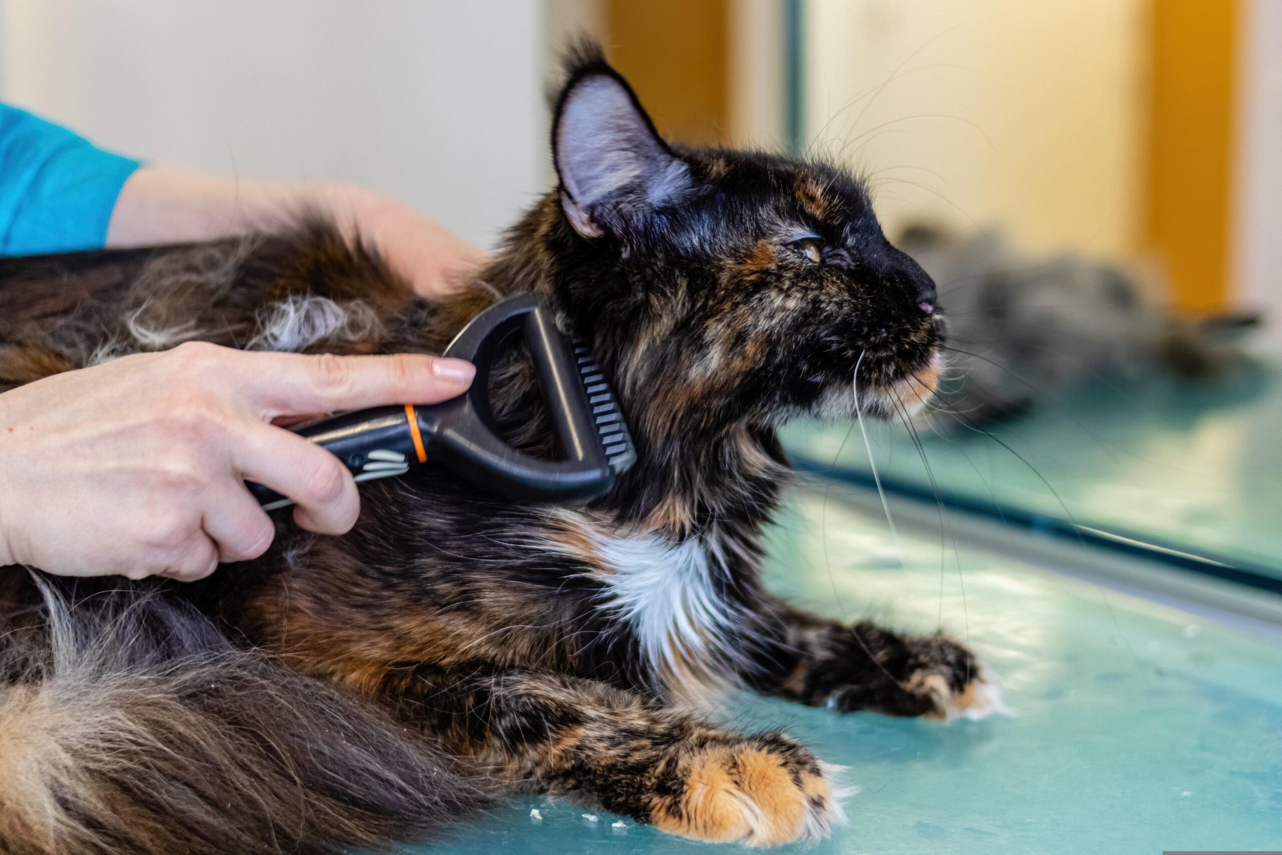 Simple Grooming Tips for Long-Haired Cats