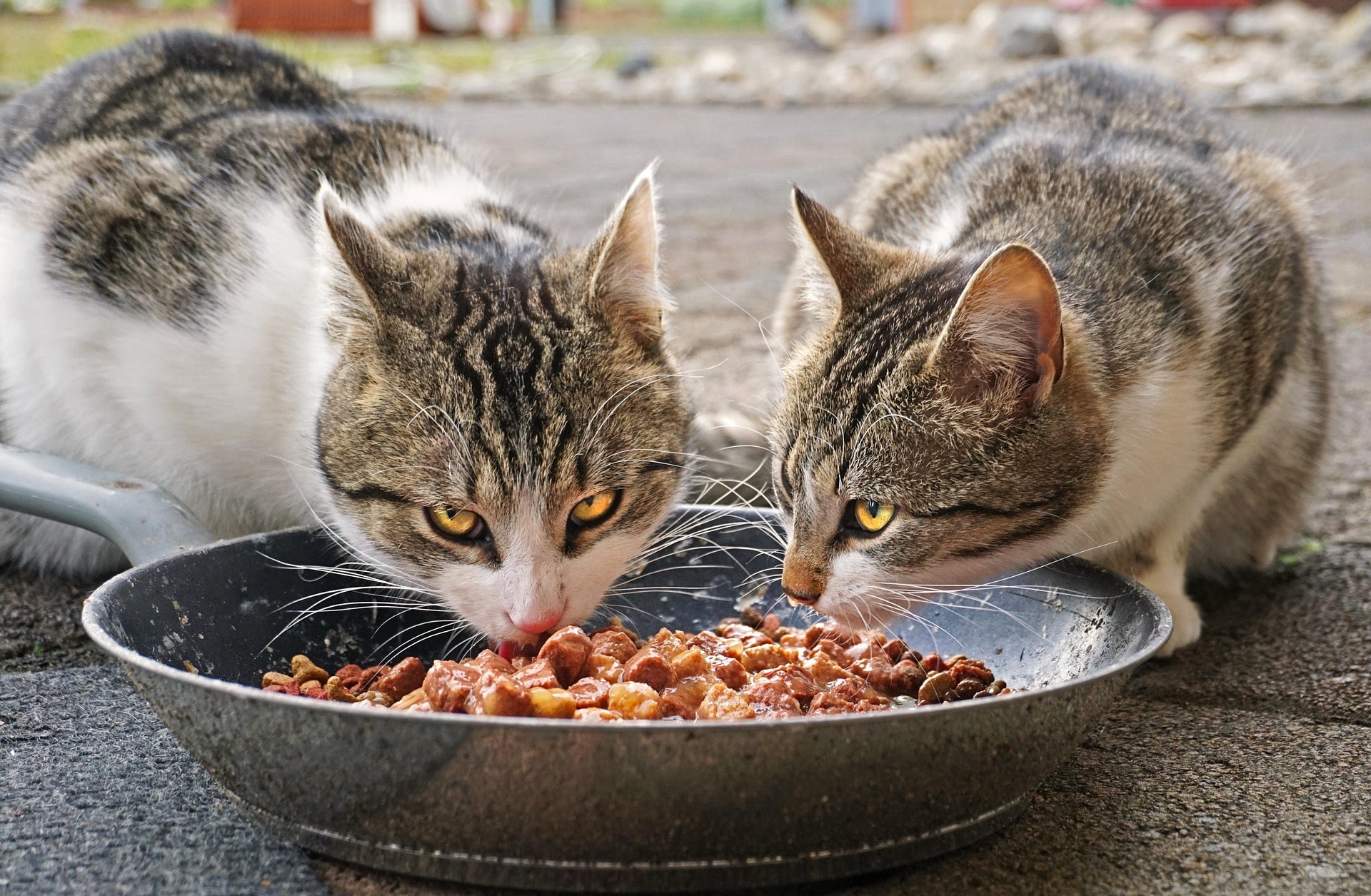 What Should Cats Eat? A Complete Feeding Guide